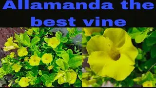 How to propagate Allamanda/ Yellow allamanda/Golden trumpet 100% result best way to propagate a