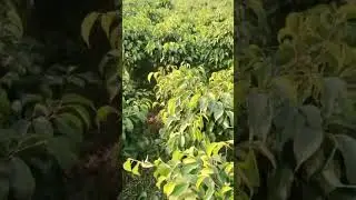 #new #plants #farming #trending #viral #gardeing #sorts #video #mlbb #gk 🌱🌴 #shortvideo #omletarcade