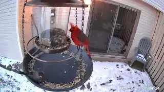 2026/01/27 - Dark-eyed Juncos, Northern Cardinals, and House Finches on a windy winter morning