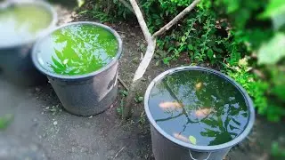 Di Ember Biar Sehat..Budidaya Ikan Gurame Dalam Ember,