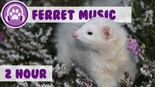 Music for Ferrets - Relaxation music for anxious ferrets!