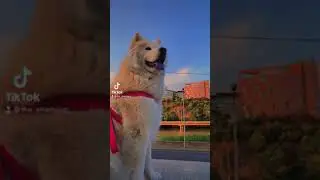 Now V/s Born || Chow chow malamute mix breed dog, #shorts