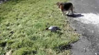 MOV02040