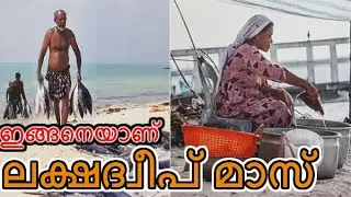 ലക്ഷദ്വീപ് മാസ്  ഉണ്ടാക്കുന്നത് ഇങ്ങനെയാണ് | Amazing Fast Tuna Fishing | Dry Tuna Fish | Maas | മാസ്