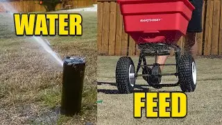 First Lawn Feeding and Watering Bermuda Grass
