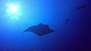 Oceanic manta rays at black rock, mergui archipelago, Myanmar 🇲🇲 december 2025 ❤️ 😍  #mantaray
