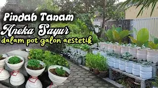 Dari Halaman Penuh Daun Kering Jadi Kebun Cantik 🌿 Berkebun Bareng Suami Pindah Tanam Aneka Sayur