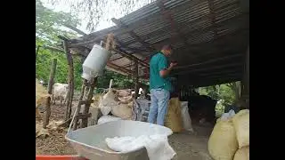 Vacuno  de Leche 🥛