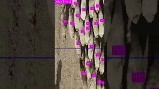 Real-Time Sheep Counter Using YOLO AI | Sheep Detection & Counting in Seconds with YOLO