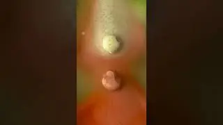 Red and green mint melt time lapse