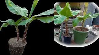 How To Divide A Banana Plant ||Splitting banana pups || Split a banana plant || Health