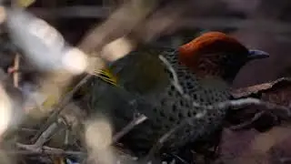chestnut crowned laughingthrush Kathua jammu and kashmir