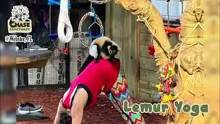Lemur Yoga at Chase Sanctuary | A Wild Florida Experience!