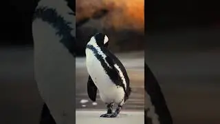 African Penguin