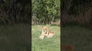 Golden Pride Enrichment | FOUR PAWS South Africa