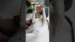 tingkah manja mocu