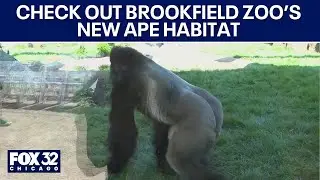 Check out Brookfield Zoo Chicago's new ape habitat