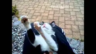 Katze in Partystimmung