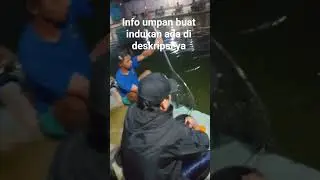 umpan gacor Gt  lele indukan pakai umpan dasar ati ayam #cover #mancing