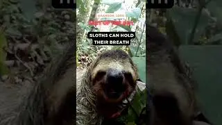 Aren't sloths amazing? | #sloth #nature #fact #biology | @Random_Lord #15