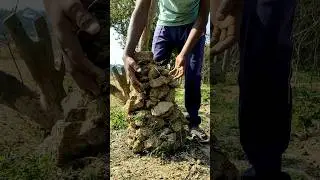 Village Life: Gathering Stones 👍