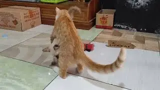 Poor Tina! Tomo The Orange Cat Accidentally Jumps on the Siamese Kitten!
