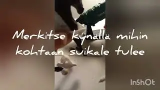 Miten tehdä loimi, 🐴🐎