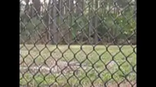 Wild Turkey by the tennis courts Palm Coast tennis center Johnnyblazed.com Jan27,2012 Palm Coast FL