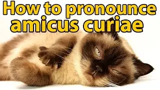 How to pronounce amicus curiae, and what an amicus brief is.