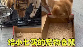决定给小柯基买一个属于它的小宠物！没想到到家第一天差点一口吞……小七你要干嘛！【勋勋】
