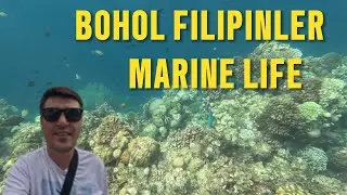 BOHOL FILIPINLER MARINE LIFE