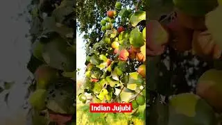 Indian Jujube || Kul || Bari #shorts #fruit #farming #gardening @terracegardenvn #greenleafs636