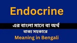 Endocrine meaning in bengali/Endocrine শব্দের বাংলা ভাষায় অর্থ অথবা মানে কি