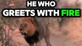 Ntwadumela &ldquo;He Who Greets With Fire&rdquo; The Hyena Killer | Eternal Enemies: Lions and Hyenas (1992) 