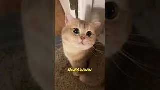 Cat Milo, ngeow sound love 💕 #shorts #cat