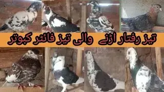 Indian Ablik Fancy & Fighter Colorful Pigeon | High Quality Pair | Viral Breed