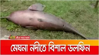 মেঘনায় ভেসে এলো ৫০ কেজি ওজনের ডলফিন । Meghna Dolphin | Meghna River Dolphin | ATN Bangla News