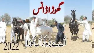 New Horse Ghora Dance in Dadyal Azad Kashmir 2022 ...Akash Tv