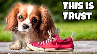 If Your Dog Does THIS, You Have Won Their Trust!