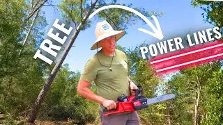 I've Never Cut Down A Tree This Big