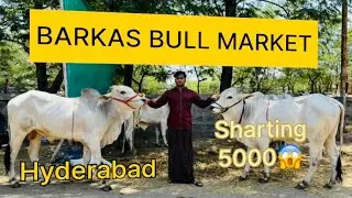 BARKAS BULLS MARKET |HYDERABAD BIGGEST BULL MARKET|BIG BULLS