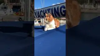This Cat Lives On A Boat! l The Dodo