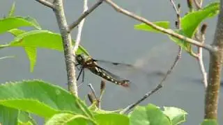 虎斑蜻蛉　（Epitheca marginata Selys）　　2009  Video 05　　産卵　(Spawning)