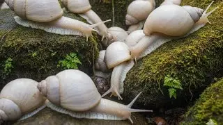 Made a video of a snail on a mossy rock around my backyard, on my Backyard Nature Adventure