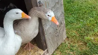 Geese, Turkeys, Dogs, Sunflowers and Corn. Walk and Talk 