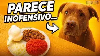 ALHO E CEBOLA PARECEM INOFENSIVOS&hellip; MAS ESSES ALIMENTOS PODEM MATAR SEU CACHORRO!