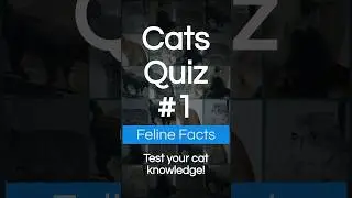 Can You Identify These Cat Breeds? Test Your Feline Knowledge! #trivia #quiz #cats #catquiz