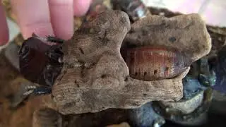 Weird roach mating dance - Gromphadorhina portentosa