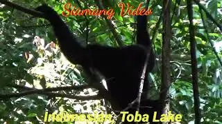 Siamang Video, This is the Original Sound of a Gibbon. Lake Toba Siamang Tourist Park - Indonesia