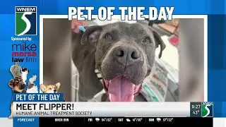 TV5 Pet of the Day: Meet Flipper!